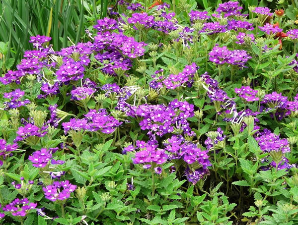 细叶美女樱的养殖方法和注意事项有哪些？