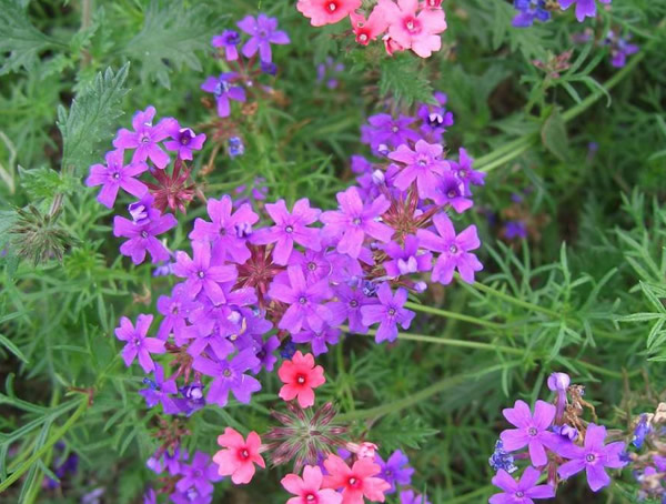 细叶美女樱扦插后需浇水吗？