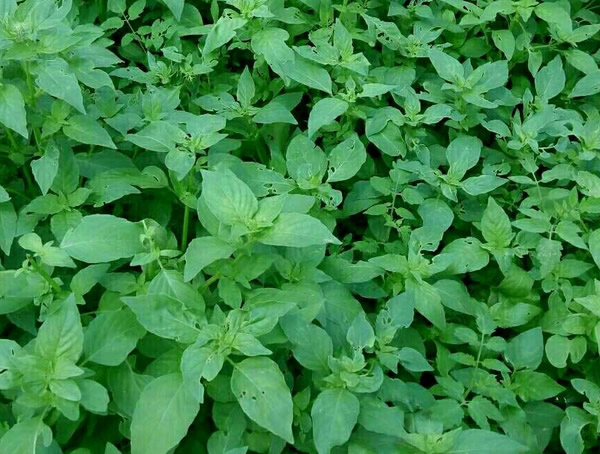 荆芥的功效与作用有哪些？