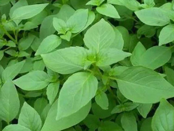 荆芥种植的时间和方法以及注意事项有哪些？