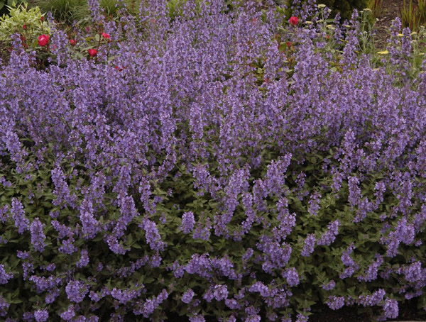 荆芥为什么不能和鱼一起吃？