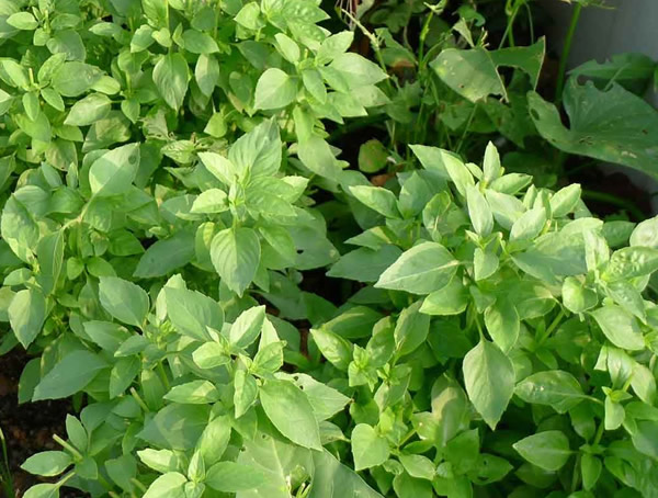 荆芥可以扦插繁殖吗？