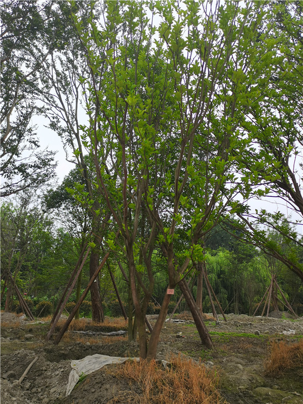 17-20公分的柚子树贵吗？