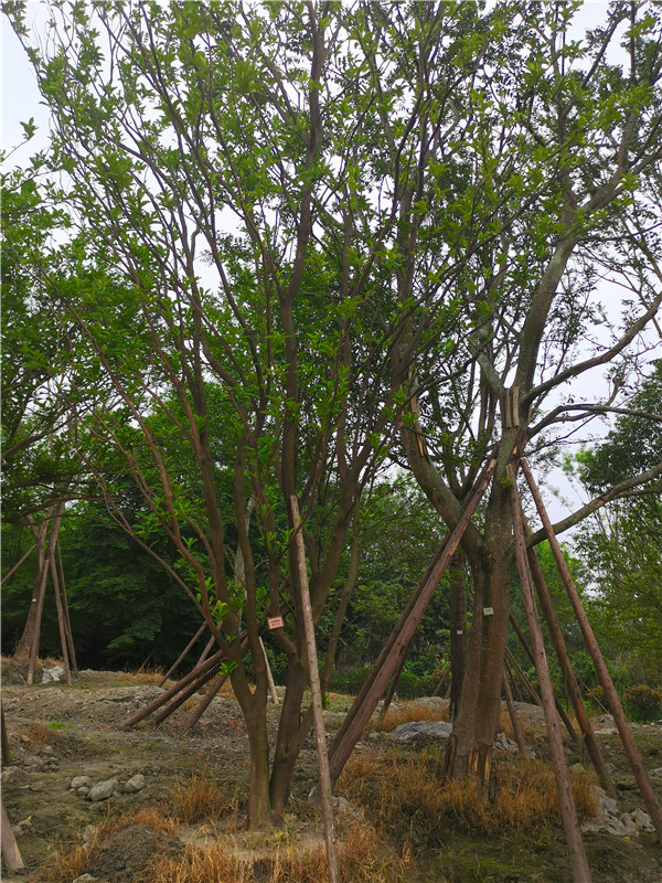 21--24公分的柚子树怎么样？