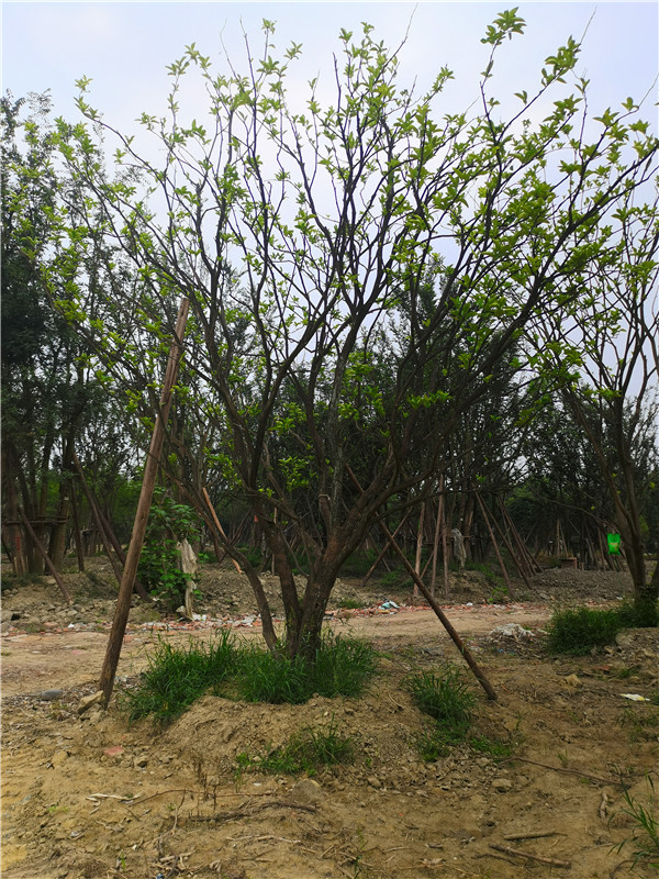 25-28公分柚子树价格形势？