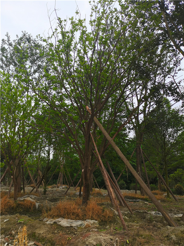 30公分-32公分柚子树树冠圆满宽广、价格实惠吗？