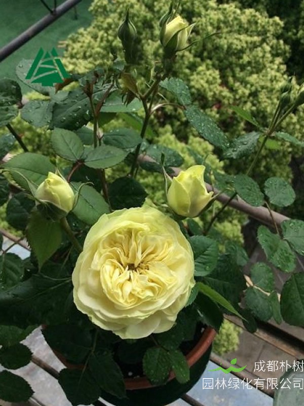 奶油龙沙月季的优缺点有哪些？