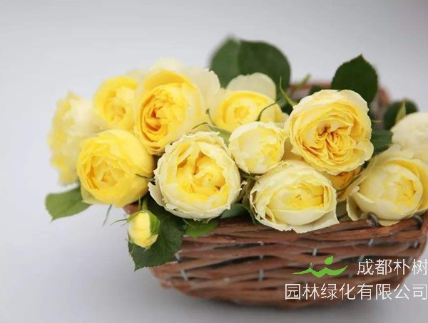 奶油龙沙月季是藤本还是灌木植物？