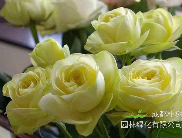 奶油龙沙月季耐热吗？