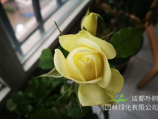 奶油龙沙月季为什么不开花？原因有哪些？