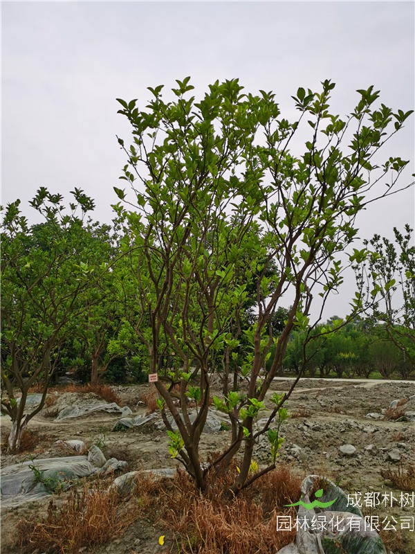 25-28公分柚子树价格形势？