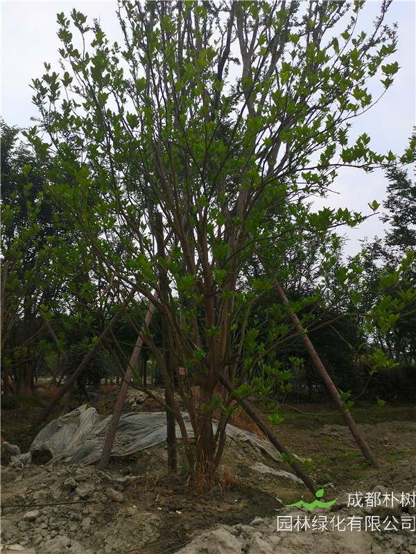 21--24公分的柚子树怎么样？