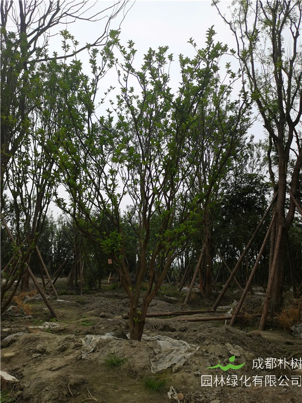 17-20公分的柚子树贵吗？