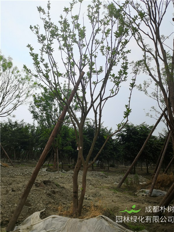 2020年15-16公分柚子树的价格是多少？