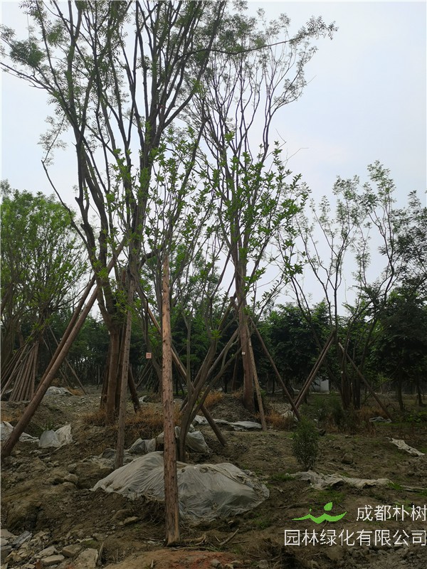 17-20公分的柚子树贵吗？