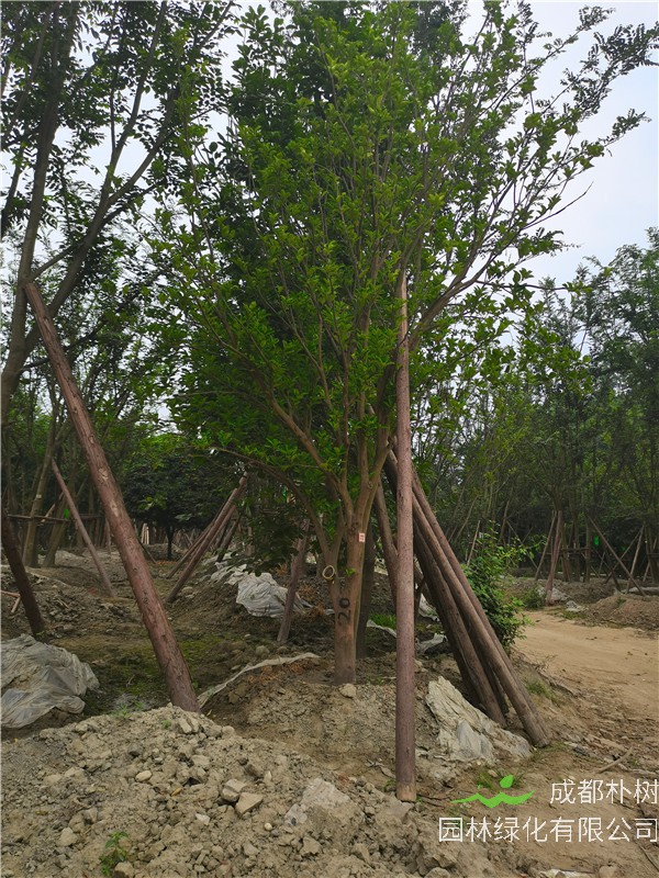 17-20公分的柚子树贵吗？