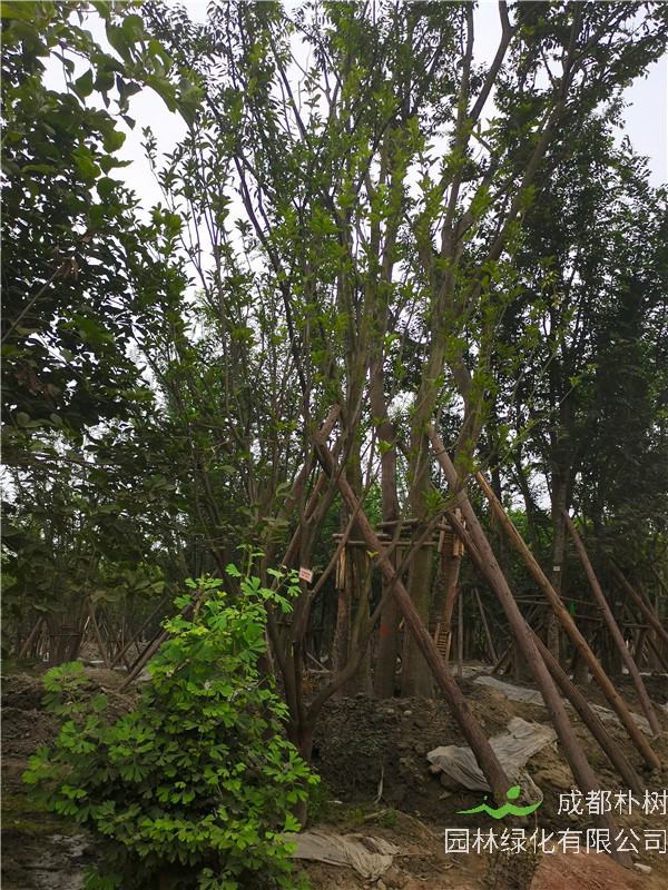 2020年15-16公分柚子树的价格是多少？