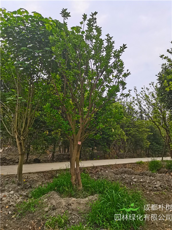 17-20公分的柚子树贵吗？