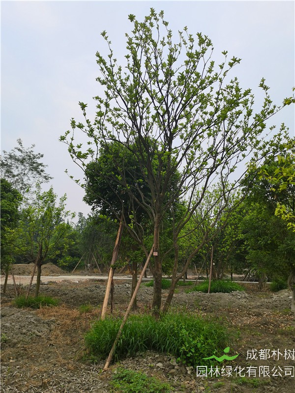 21--24公分的柚子树怎么样？