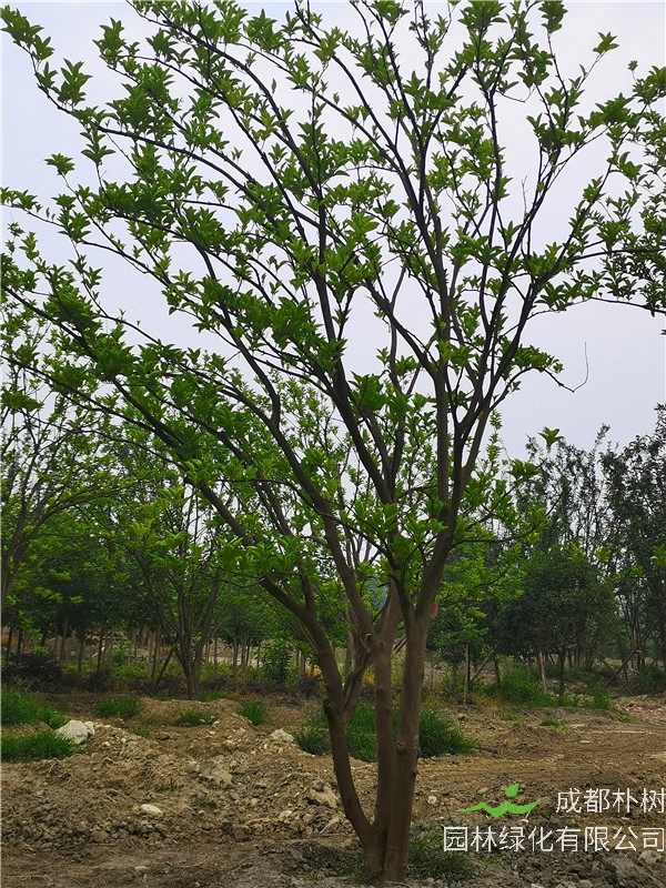 21--24公分的柚子树怎么样？