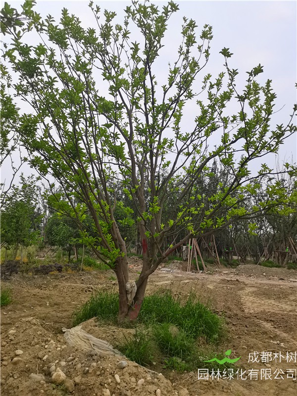 30公分-32公分柚子树树冠圆满宽广、价格实惠吗？