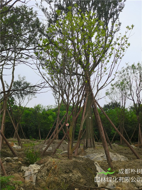 2020年15-16公分柚子树的价格是多少？