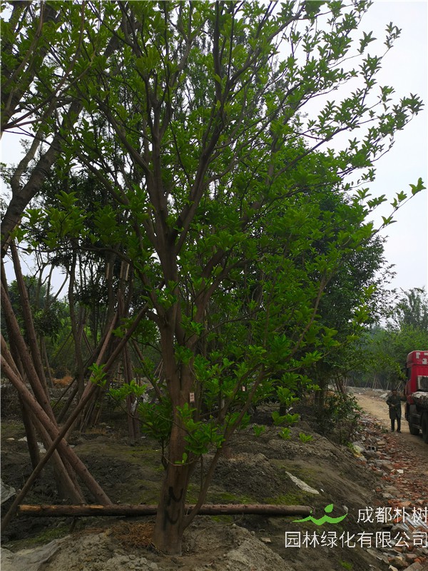 21--24公分的柚子树怎么样？