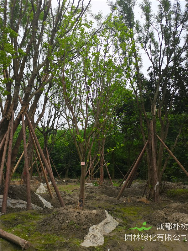 2020年15-16公分柚子树的价格是多少？