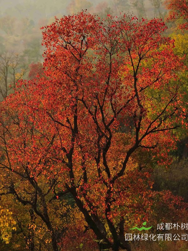木子树如何防毛虫？