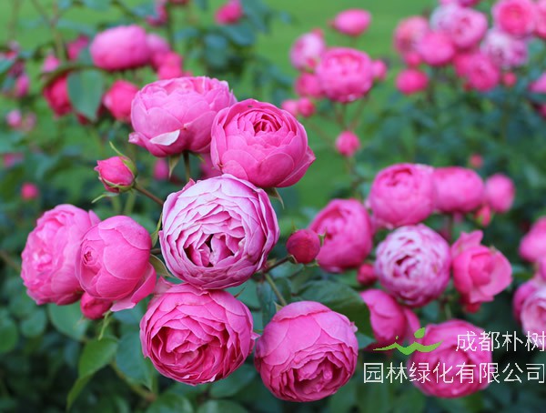 艾拉绒球月季的优缺点有哪些？