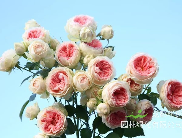 艾拉绒球月季是藤本还是灌木植物？