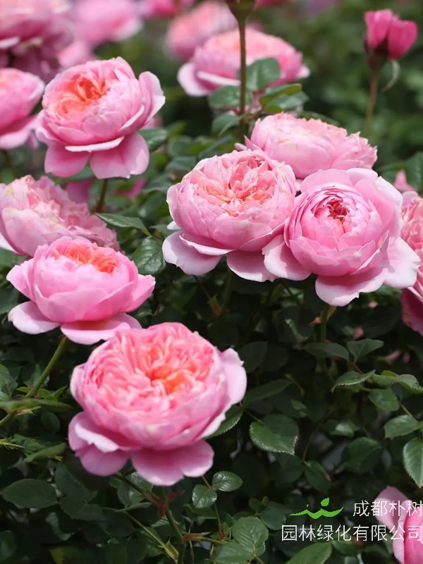 艾拉绒球月季如何种植最好看？