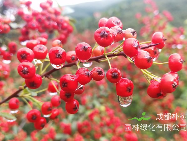 救军粮的功效有哪些？