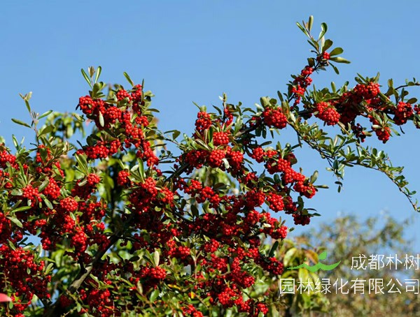 救军粮的来历是什么？为什么叫做救军粮？