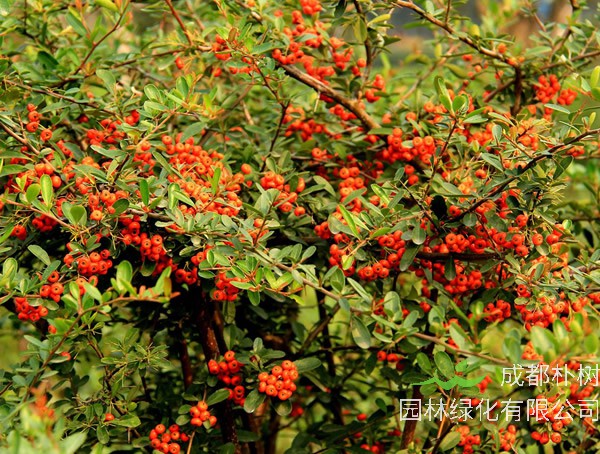 救军粮是什么植物？