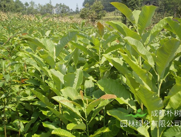 黄柏的功效与作用有哪些？