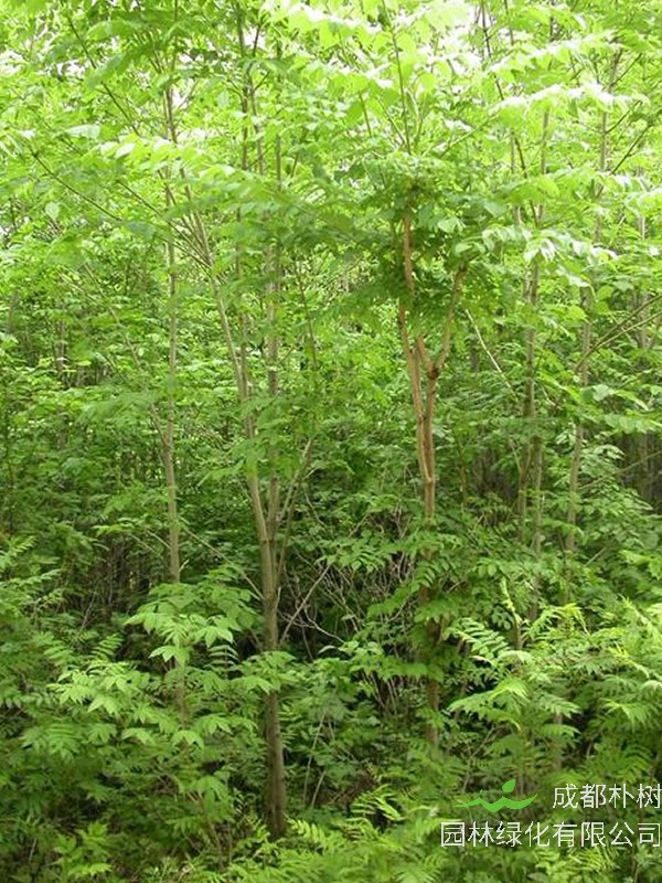 黄柏树皮的作用与功效有哪些？