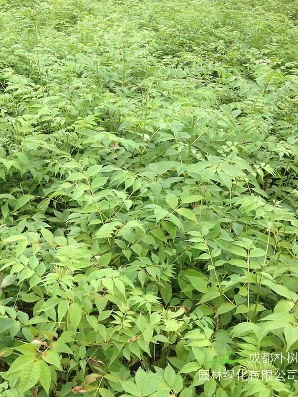 黄柏树为什么长得慢?