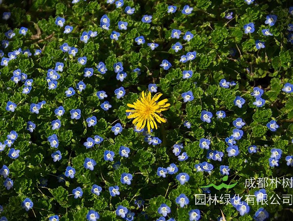 婆婆纳的功效与作用有哪些？