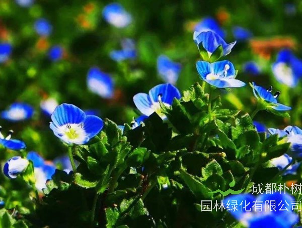 婆婆纳草怎么吃最养生？