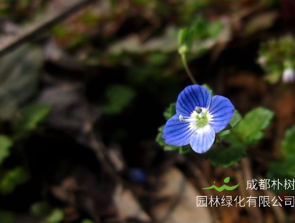 婆婆纳种植方法有哪些？