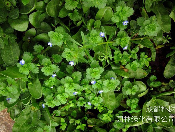 婆婆纳为什么叫婆婆纳？