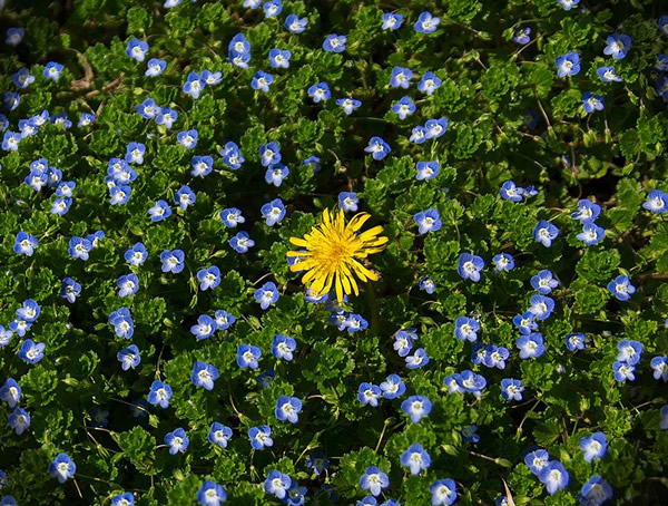 婆婆纳的功效与作用有哪些？