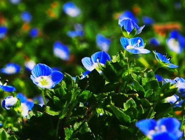 婆婆纳草怎么吃最养生？