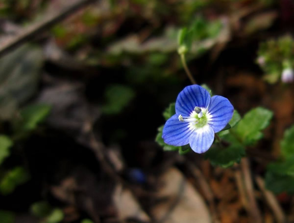 婆婆纳种植方法有哪些？