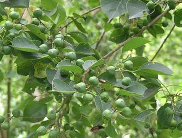 木子树果实的药用价值有哪些？