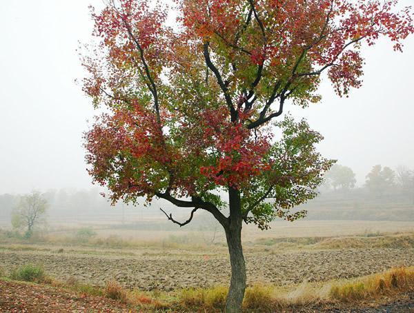 木子树扦插繁殖的方式是怎么样的？
