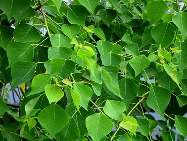 木子树为什么被称为树王？