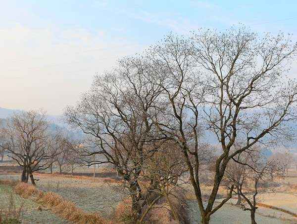 木子树如何剪枝最好？