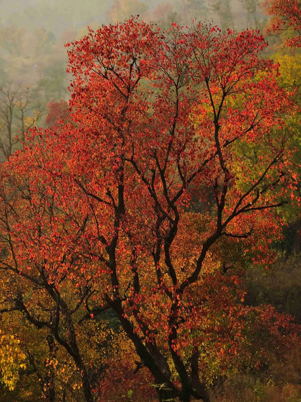 木子树如何防毛虫？